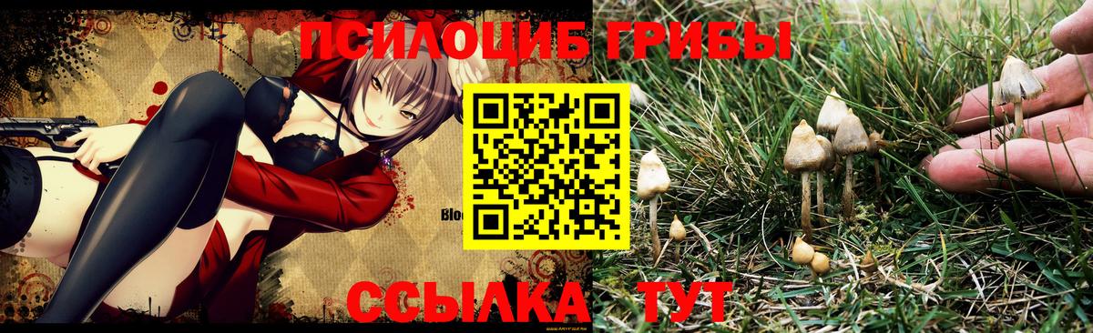 Псилоцибиновые грибы мицелий Удомля